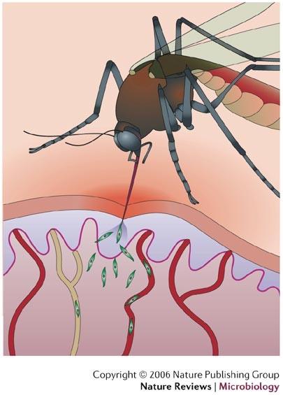 Malárie Anopheles, Plasmosium Pozitivní selekce na rezistentní alely Fenotypový projev adaptace na nákazu Plasmodiem Odolnost vůči komářímu štípnutí Absolutní rezistence Lehčí průběh nemoci