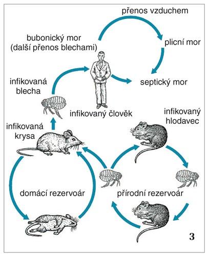 Tento mechanismus byl popsán u několika častých mukózních patogenů: Neisserias, Hemophilus, Campylobacter a Helicobacter.