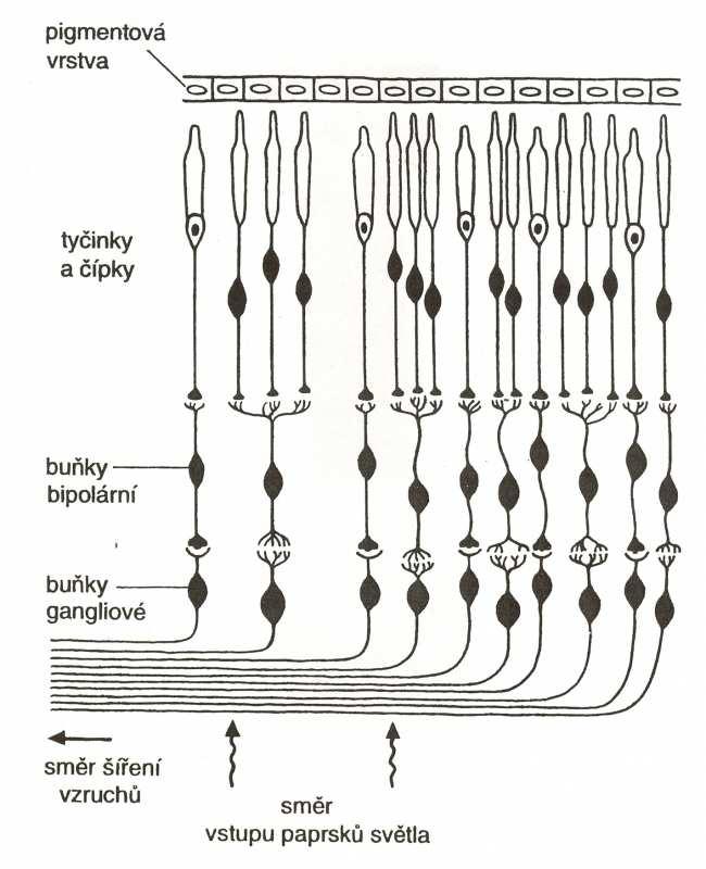 Sítnice je vyživována pomocí centrální sítnicové tepny (arteria centralis retinae), větví arteria ophthalmica.