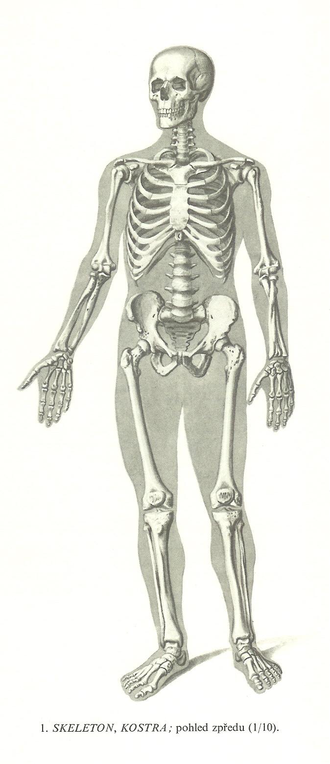 Kost = aktivní orgán Skelet = 15-20 % hmotnosti těla 4/5 skeletu = kortikální (kompaktní) kost, 1/5 kost trámčitá Základní struktura = kostní matrix (kolagen typu I, osteokalcin, osteopontin, kostní