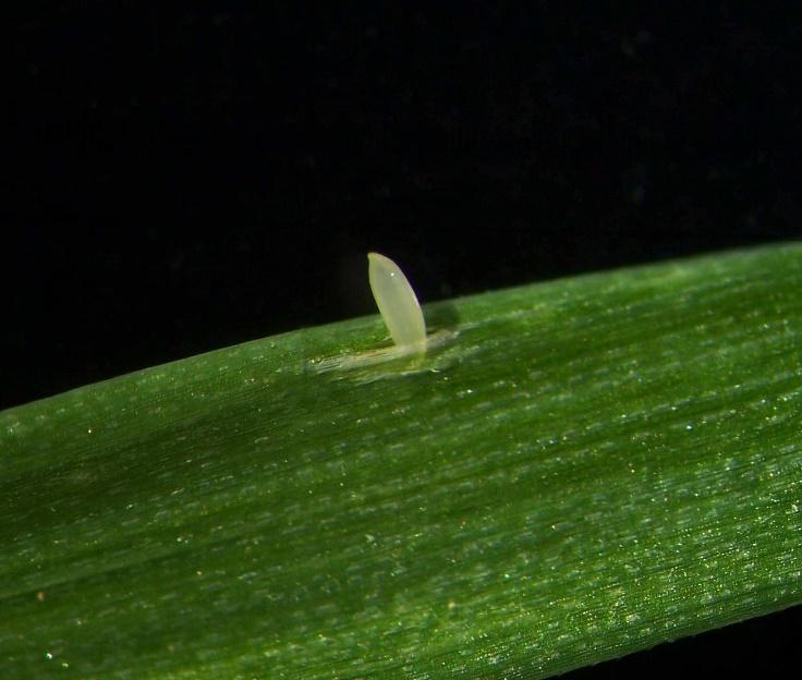 špinavě žlutými okraji, nebo převážně světle hnědý s různě rozsáhlou černou kresbou. Velikost 3,9 4,4 mm (Javorek, 1978; Ossiannilsson, 1983; Biedermann a Niedringhaus, 2004, 2009).
