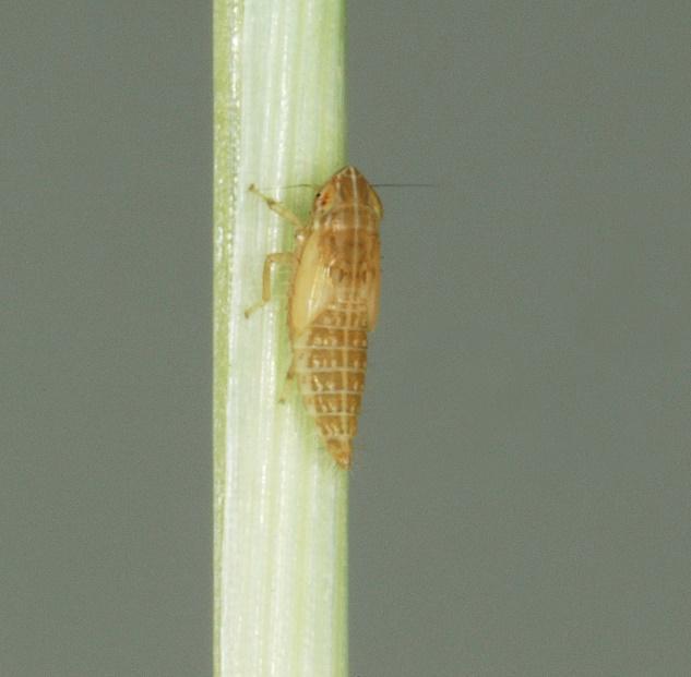 Tvar je elipsoidní, s jedním koncem špičatým, druhým oválným. Velikost vajíček se mění v průběhu embryogeneze.