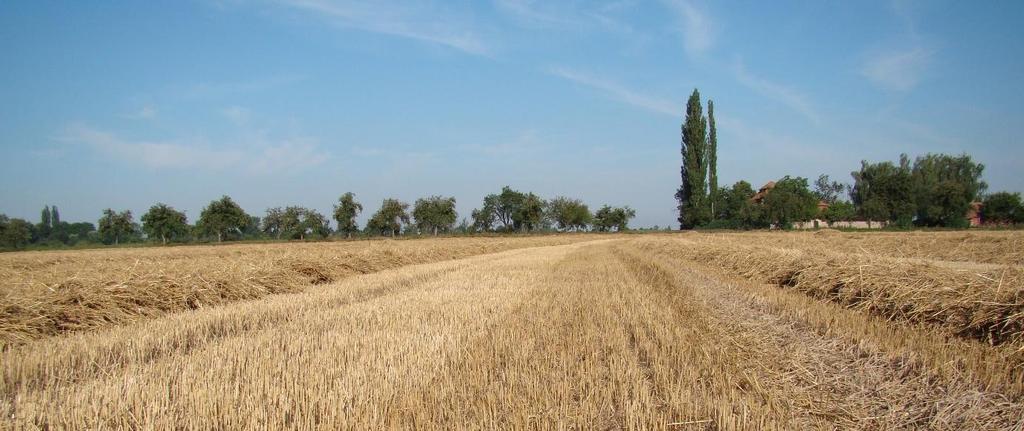 nechytá necílový hmyz a křísek se v misce snáze najde. Křísek do misky náhodně doskočí při přemisťování porostem.