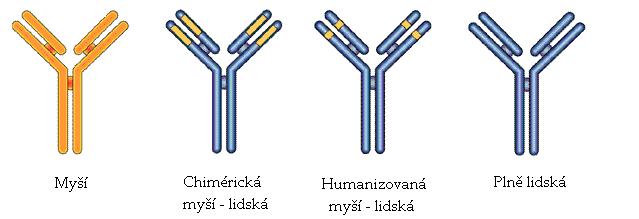 Humanizace protilátek Tímto způsobem - získání myších Ab, HAMA Abzábrana vazby na Ag anafylaxe, sér.