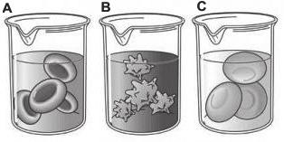 47 OTÁZKA 2: OSMÓZA Jakým směrem se budou pohybovat molekuly vody, vložíme-li živočišnou buňku do vody? Označte správnou odpověď. Pro lepší orientaci si prohlédněte popis obrázku 1.