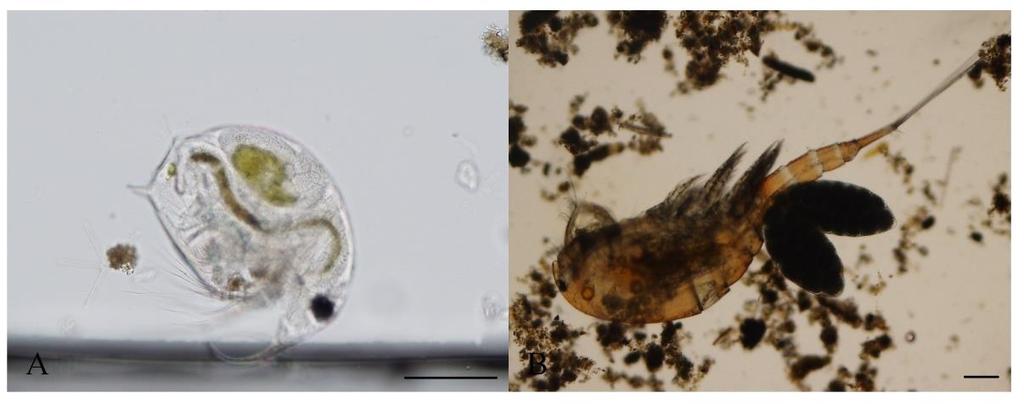 11 PŘÍLOHY PŘÍLOHA 6: Vybrané druhy zooplanktonu na sledovaných lokalitách během vegetační sezóny 2015 (A zooplankton Lokality