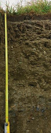 některých vápnomilných cévnatých rostlin a mechorostů (sleziník zelený Asplenium viride a játrov - ka páteřín čtyřdílný Preissia quadrata) odebraných ve Velké kotlině.