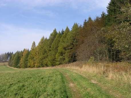 Od porostních okrajů se očekává: ochrana proti větru a průniku škodlivých látek do porostů, ochrana proti oslunění a korní spále dřevin,