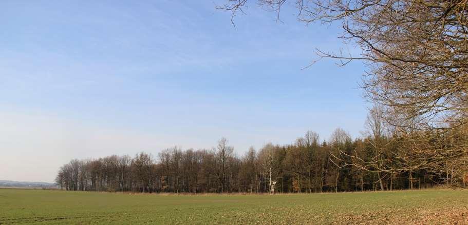 Péče o lesní okraje Významný vliv lesních okrajů na biodiversitu potvrzen pro: společenstva brouků, včel či pavouků, společenstva ptáků, rostlinných společenstev.