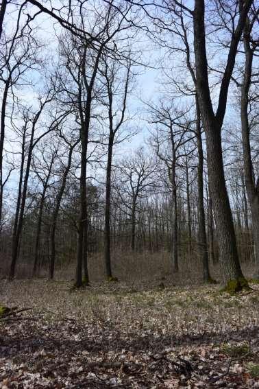 Katalog pěstebních opatření pro zvýšení biodiversity lesů v chráněných územích Cílem tohoto Katalogu je popis jednotlivých opatření, o kterých se nejčastěji uvažuje při plánování péče o lesní