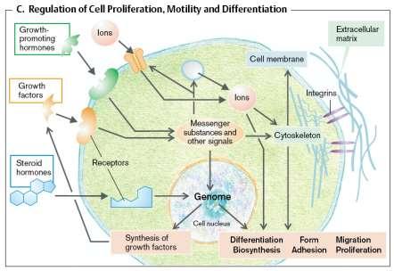 Mezibuněčná komunikace a signálová transdukce Obecná chemorecepční schopnost buněk Komunikace ve společenství