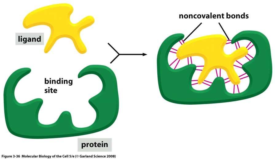 Vazba proteinu k jiné molekule je selektivní