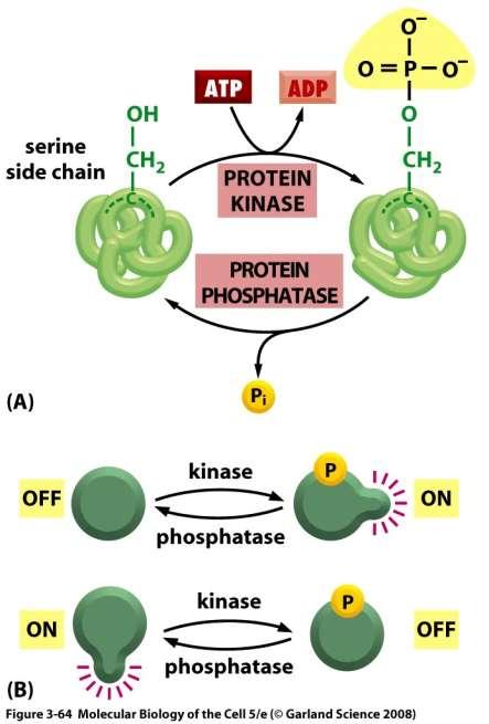 Fosforylace proteinu.
