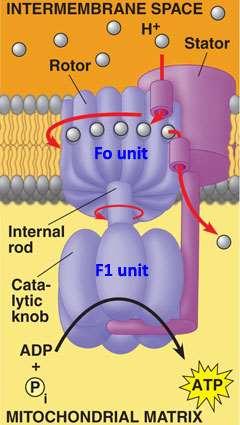 ATP syntetáza na vnitřní membráně mitochondrie se točí obráceně Můžeš projít, ale vyrob ATP