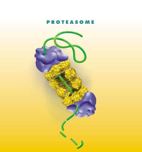 Použité bílkoviny musí být degradovány Proteazómy Úklid vlastních signálů transkripčních