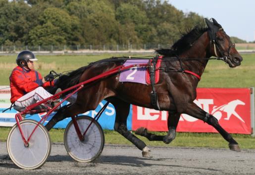 Nato Dream(US) - 9letý hřebec, 91 10-44umístění, 200.044,-Kč Původ: Nugget Dream (US) (Pine Chip (US)) - Donato Hanover (US) Rekord: 10,7/1609m Majitel: Stáj Sochor spol. s.r.o., Trenér: Mykola Volf, Chovatel: Ecurie Reve Avec Moi Dalším importem, který přibyl do českého sportu i chovu je Nato Dream(US).