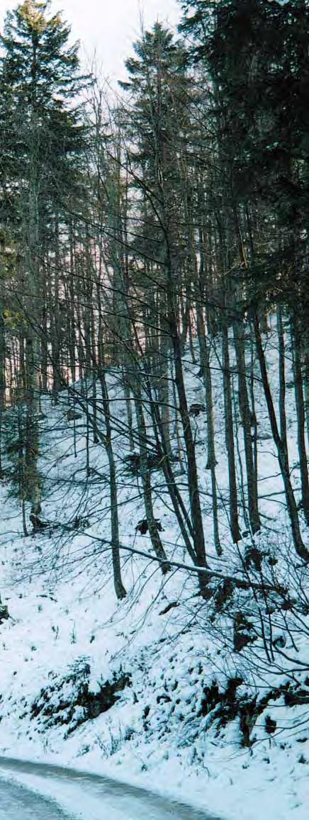 URAVA ŠUME DELNICE Vrsta drveæa: Fagus sylvatica L.