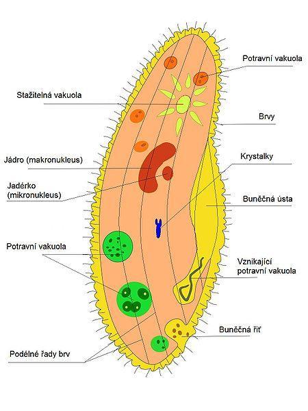 Úkol č. 1 Modelový organismus trepka (Paramecium sp.), zhotovení nativního preparátu, vitální barvení 1. Na podložní sklo kápneme kapku vody s trepkami 2.