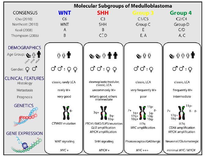 Molekulární podtypy MD Rozdělení do 4 základních molekulárních podskupin na základě transkriptomických a epigenetických dat - mají charakteristické molekulární
