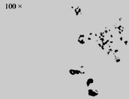 b typu [1]. Obr. 1.13 Vměstky II. typu [1]. Obr. 1.14 Vměstky IV. typu [1]. Pravděpodobnost vzniku vměstků souvisí s obsahem hliníku, případně dalších dezoxidovadel.