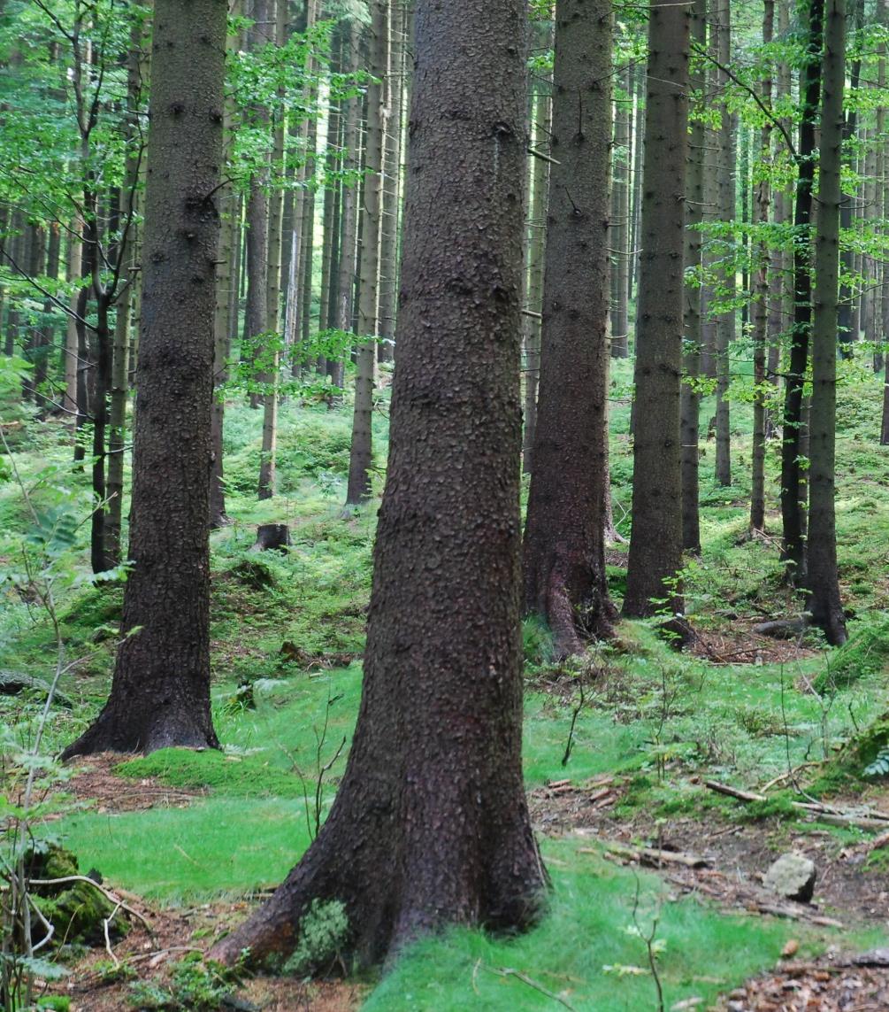 stromků cca 1, 5m