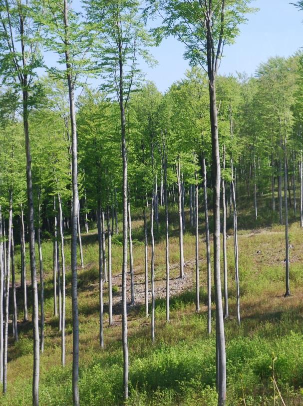 Reakce stromu na uvolnění Výrazný růst asimilačních orgánů Růst a vývoj kořenového systému Zlepšení štíhlostního koeficientu Zvýšení