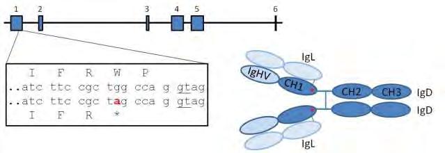 Heterozygotní mutace IgD dědeček babička IgD-IgM+CD27-