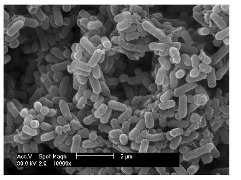 Honeycomb biofilm