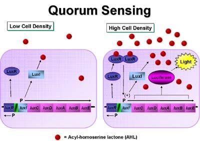 What is Quorum