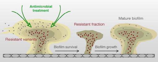 Biofilmy urychlují tvorbu