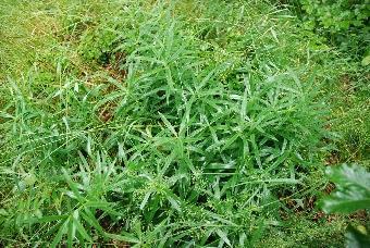 verticillatum) 20