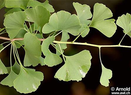 ODDĚLENÍ: JINANY (GINKGOPHYTA) ČELEĎ: GINKGOACEAE