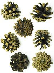 (stonkového původu) - u většiny Pinaceae a