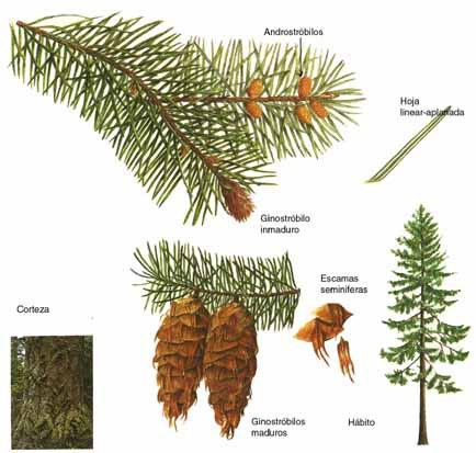 řád: Pinales čeleď: Pinaceae (borovicovité) Psedotsuga