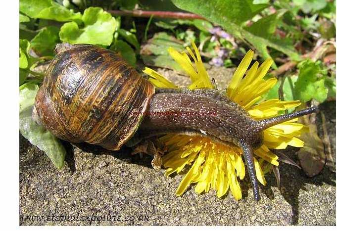 sklepy) - Import ryb glochidia Sinanodonta woodiana spolu s