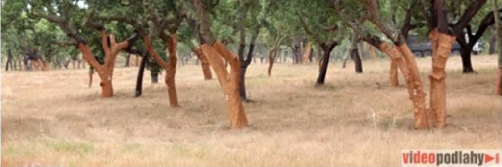 Je to: Dub korkový (Quercus suber) Bahňák vyobrazený na fotografii je typickým a velmi nápadným druhem atlantického pobřeží západní a severní Evropy - je to: b.