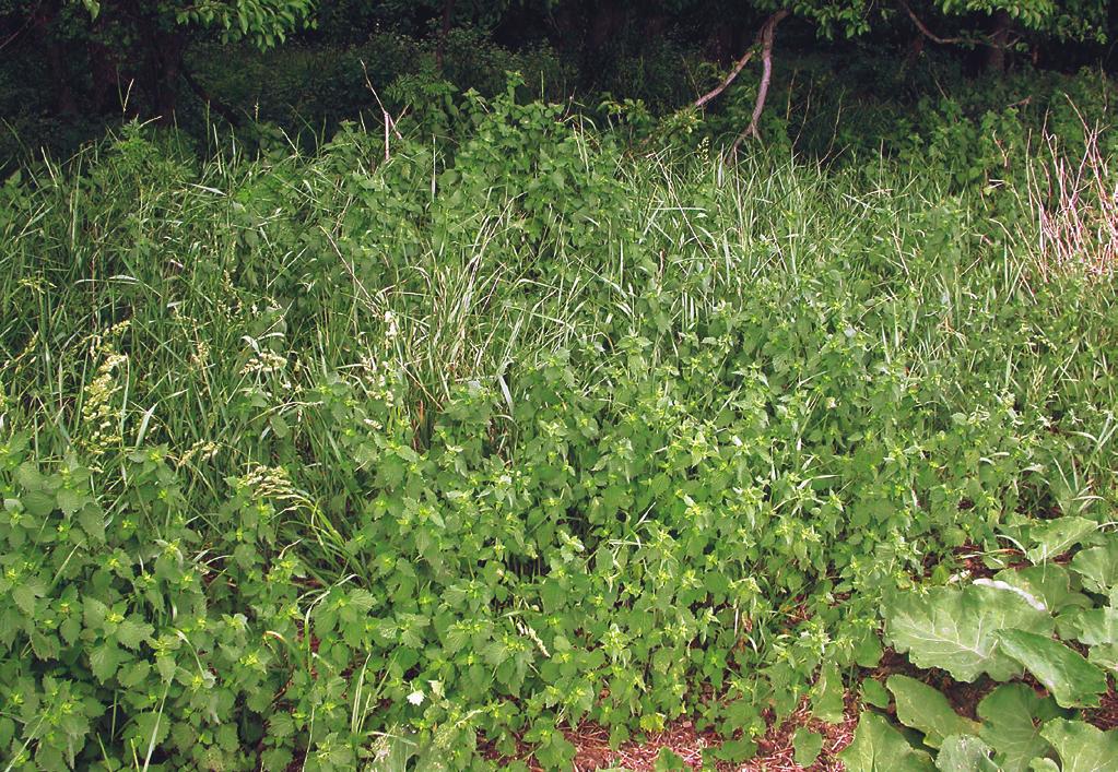 Chenopodium bonus-henricus, Geum urbanum, Lamium album, Taraxacum sect.