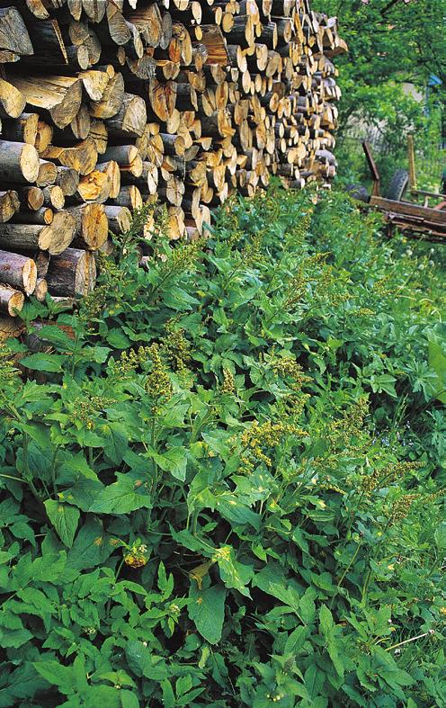 Arction lappae a rumištích, v okolí kompostů a na ruderalizovaných březích vodních toků a nádrží v obcích.