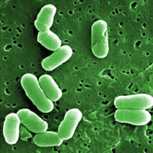 Corynebacterium amycolatum, C. jeikenum, C.