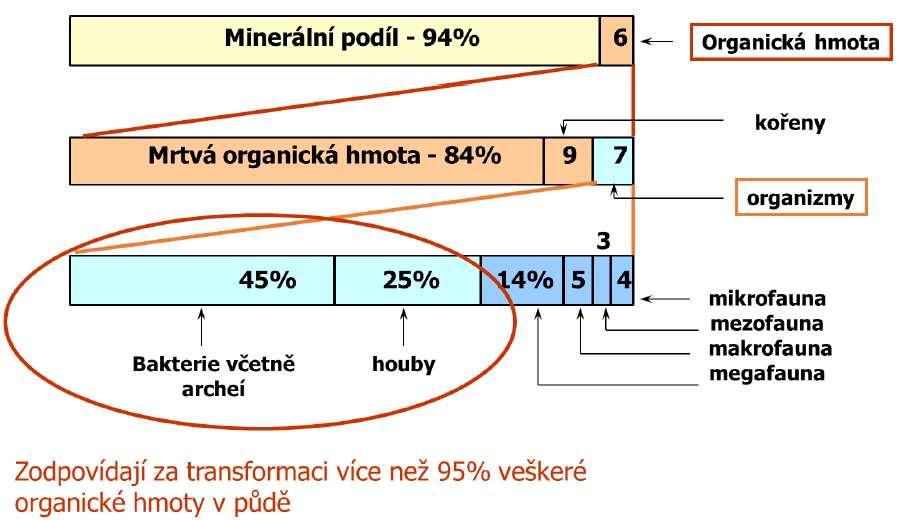 Proč jsou půdní organismy tak důležité?...byla by půda půdou, bez života v ní? Půda vzniká a existuje jako oživený systém.