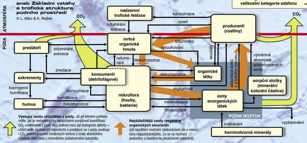 Složitosti v půdě Potravní síť (nikoli už řetězec, protože vztahy jsou složitější.