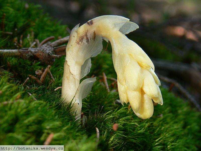 2.5 Monotropoidně mykorhizní symbióza Monotropoidní mykorhizy tvoří skupina nefotosyntetizujících rostlin z čeledi Ericaceae a podčeledi Monotropoideae a řada (většinou EcM) bazidiomycetů (Bidartondo