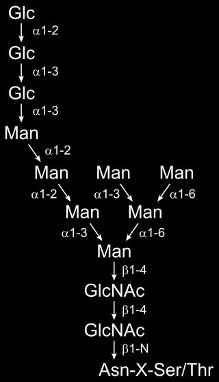 N-glykan