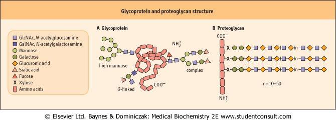 Glykoproteiny Proteoglykany Protein >> sacharid Proteiny jsou konjugovány oligosacharidy bez opakovacích