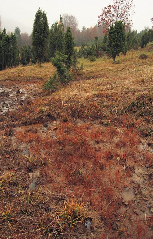 Juncus articulatus, Potentilla erecta, Triglochin palustris; Campylium stellatum Dominantní druhy: Chara vulgaris, Eleocharis quinqueflora; Scorpidium revolvens s. l. (S.
