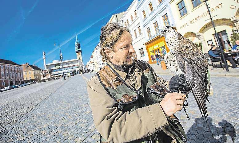 Tak vypadal černý trh s láskou...strana 4 Očisté chodníky bez holubího trusu se ve Znojmě stará sokolník. Momentálně má nejvíc práce, na jaře totiž holubi hledají hnízdiště.