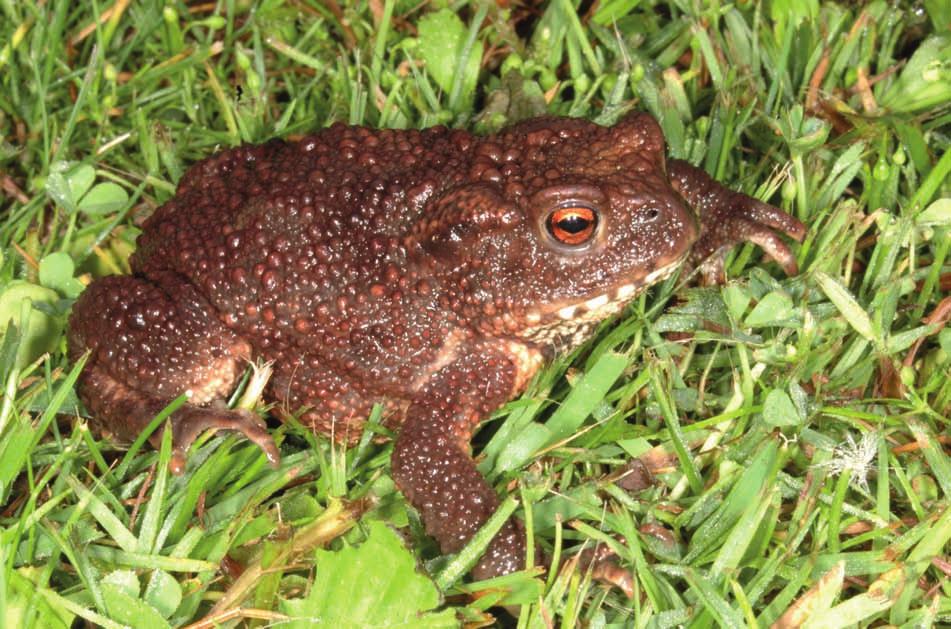 Lubomír Hanel a Jan Andreska, Univerzita Karlova, Pedagogická fakulta, Katedra biologie a environmentálních studií žoval dokonce za nejjedovatější zvíře vůbec a Nikandros (spartský král) se domníval,