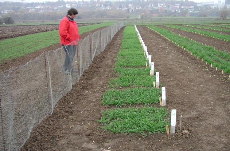 LT50 Letální (kritická) teplota LT50 ( o C) udává teplotu mrazu v okolí rostliny, která způsobí 50% vymrznutí rostlin dané