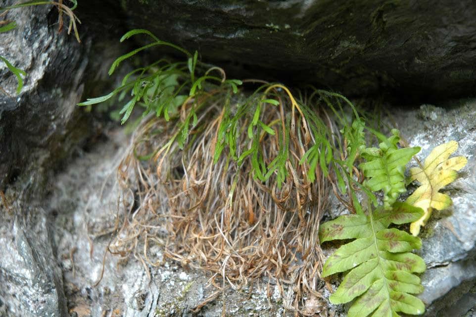 Asplenium