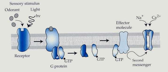 signalizace prostřednictvím G proteinů Otevřený systém